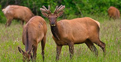 Young male Roosevelt elk watching over herd near North Bend