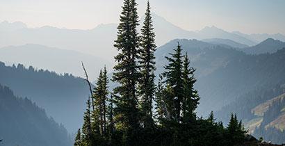 Grove of trees with wildfire smoke haze over the Cascades